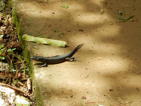 Image of Black Emo Skink