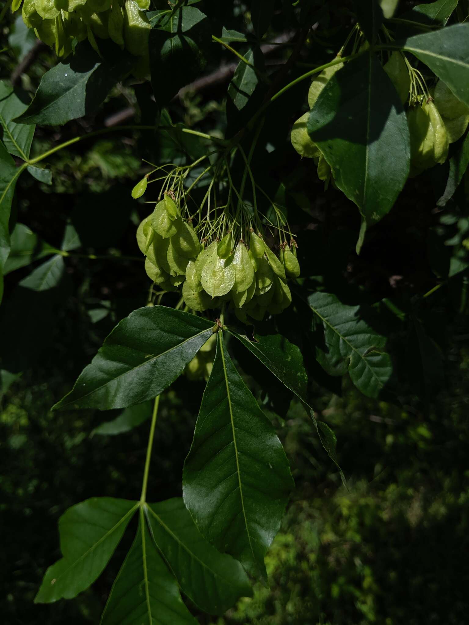 Image of common hoptree