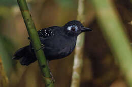 Image of Plumbeous Antbird