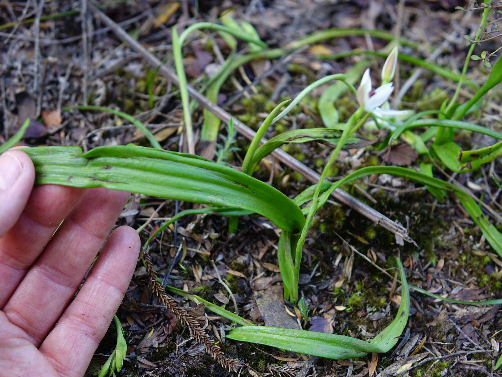 Image de Thelymitra longifolia J. R. Forst. & G. Forst.