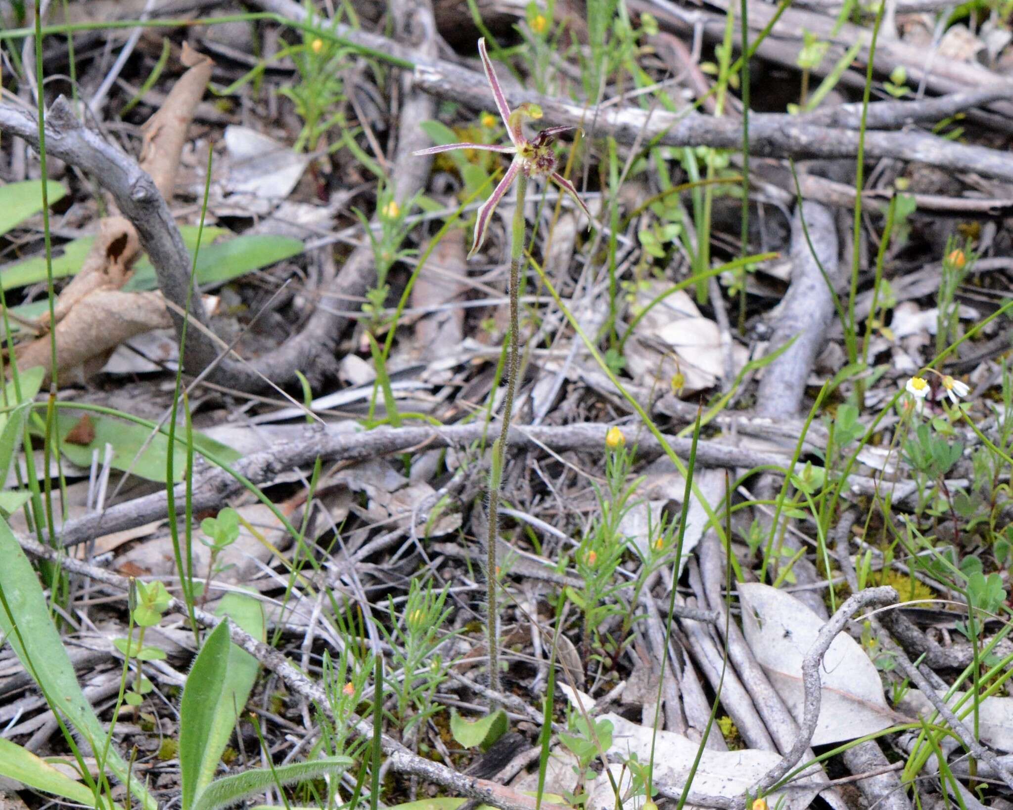 Image of Common dragon orchid