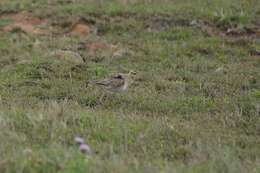 Image of Little Curlew