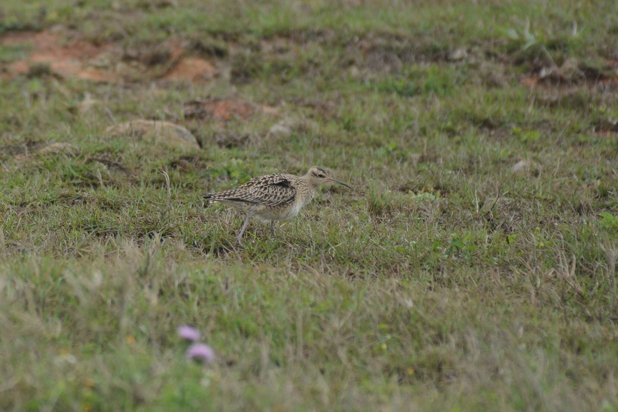 Image of Little Curlew