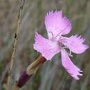 Image of Dianthus ferrugineus Miller