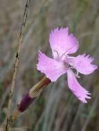 صورة Dianthus ferrugineus Miller