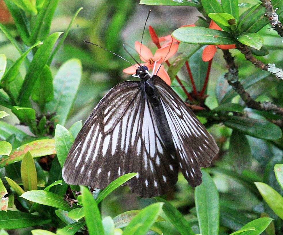 Image of Pareronia tritaea (Felder & Felder 1859)