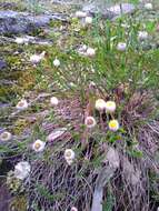 Image of Helichrysum calvertianum F. Müll.