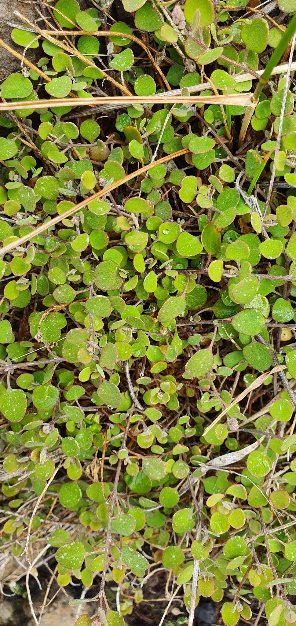 Image of Chenopodium allanii Aellen