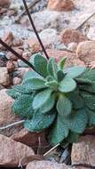 Image de Draba zionensis C. L. Hitchc.