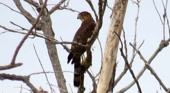 Image of Cooper's Hawk