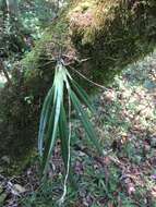 Image of Aeranthes peyrotii Bosser