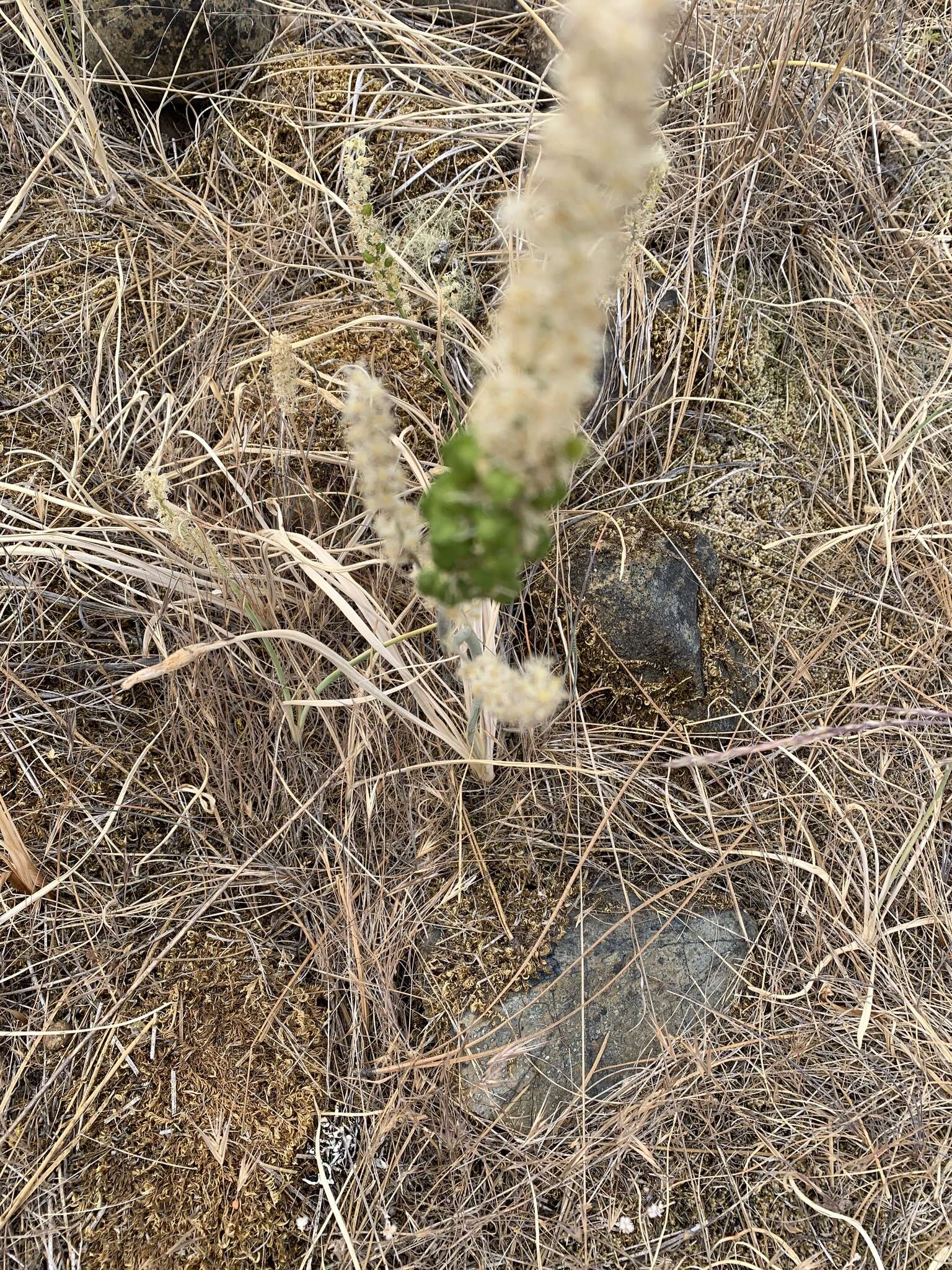 Image of Klamath rushlily