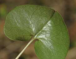 Image of Asarum europaeum subsp. caucasicum (Duchartre) Soo