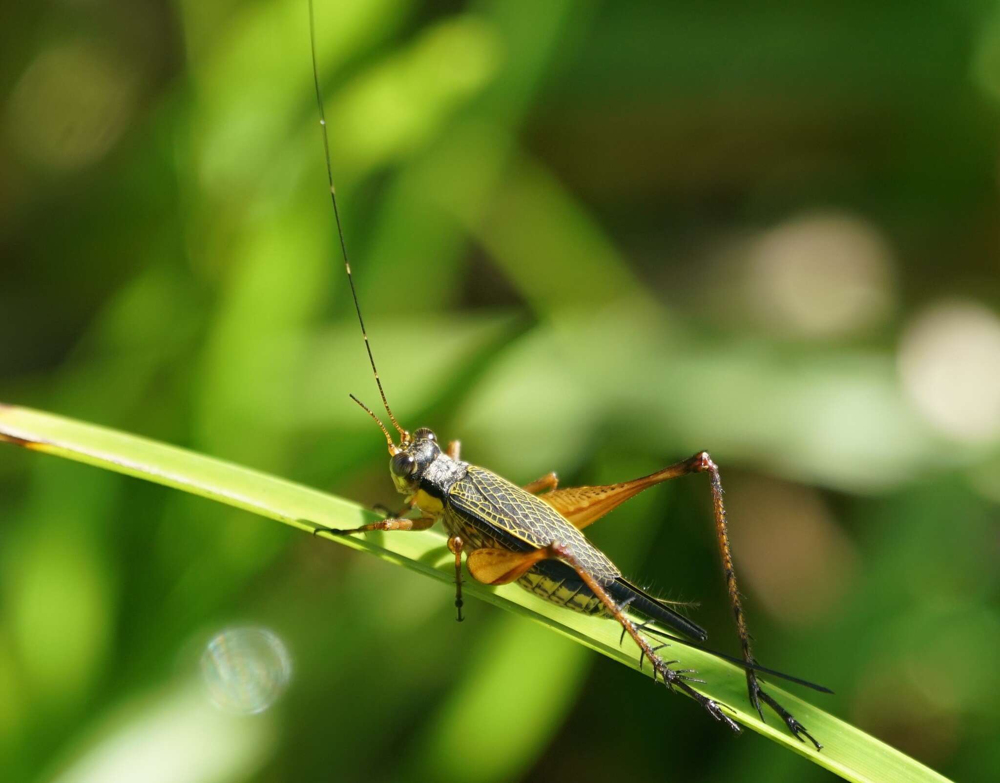 Image of Nisitrus vittatus (Haan 1844)