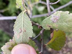 Stigmella multispicata Rociene & Stonis ex Stonis & Rociene 2014的圖片