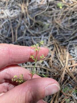 Galium fendleri A. Gray resmi