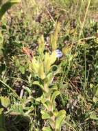 Image of Lobostemon trigonus (Thunb.) Buek