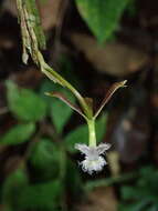 Plancia ëd Epidendrum jatunsachanum Dodson & Hágsater