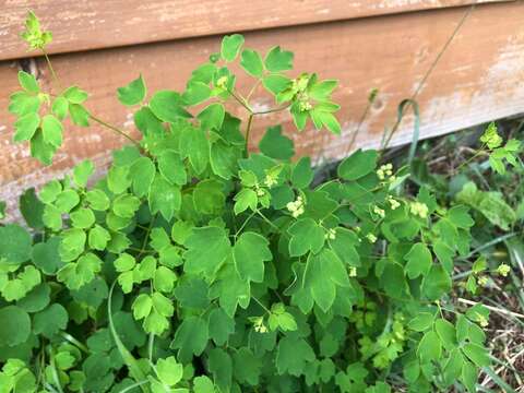 Image of Thalictrum minus subsp. thunbergii (DC.) Vorosh.