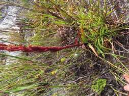 صورة Disa ophrydea (Lindl.) Bolus