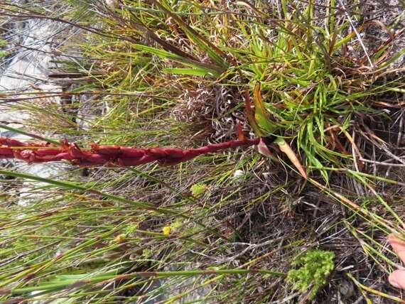 Image of Disa ophrydea (Lindl.) Bolus