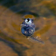 Image of Painted Burrowing Frog