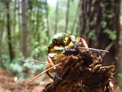 Imagem de Chrysina adolphi Chevrolat 1859