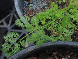 Imagem de Daucus glochidiatus (Labill.) Fischer, C. Meyer & Ave Lall.