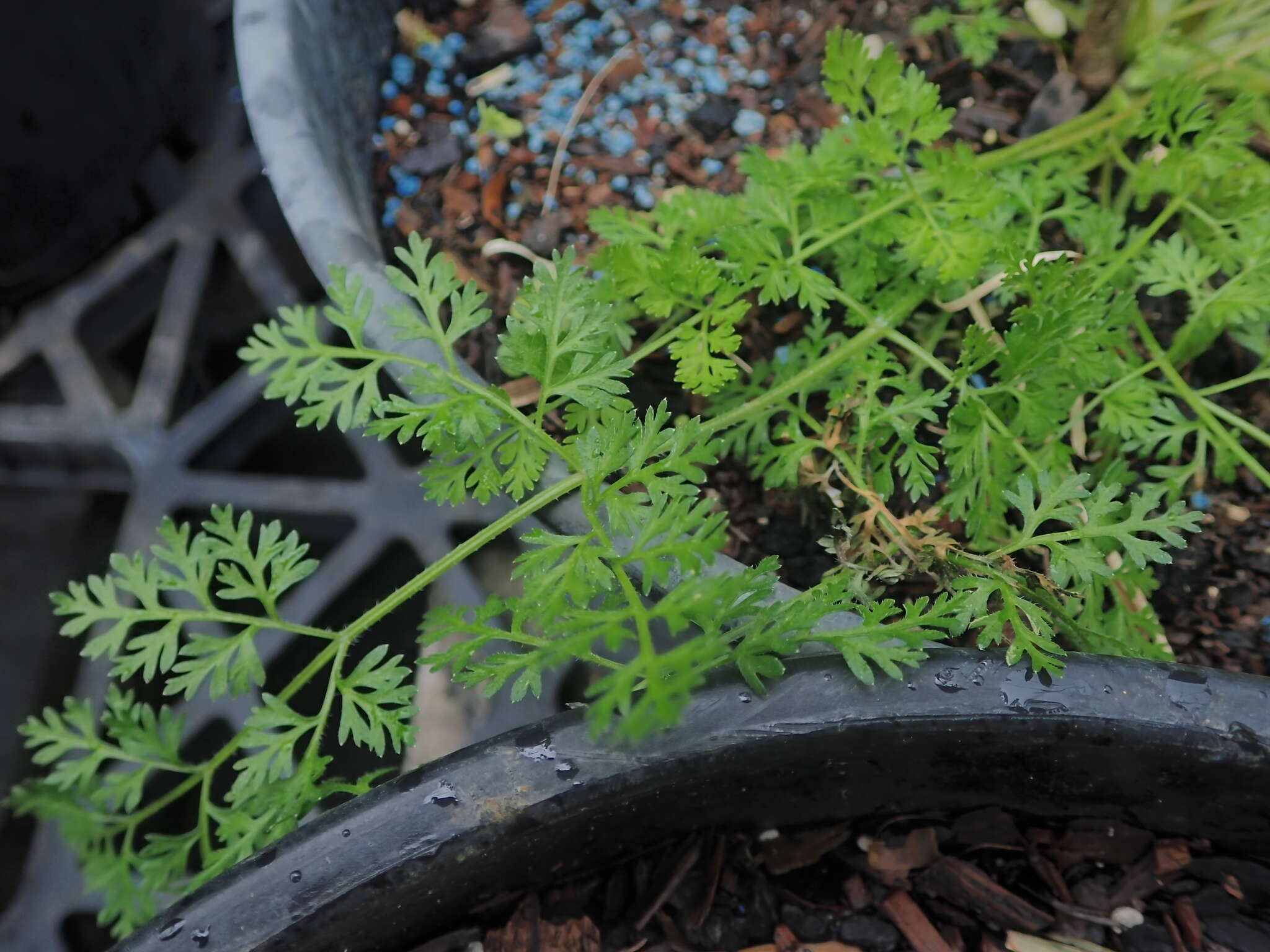 Image of Daucus glochidiatus (Labill.) Fischer, C. Meyer & Ave Lall.