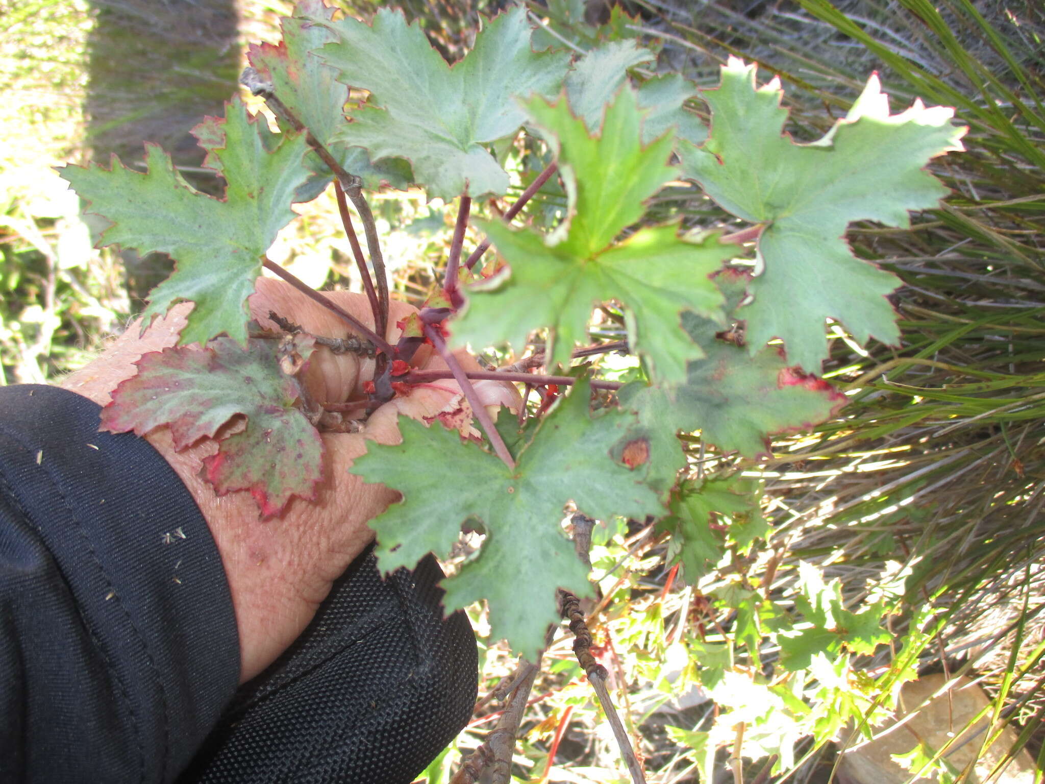 Image of Pelargonium sublignosum Knuth