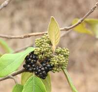 Image of Callicarpa tomentosa (L.) L.