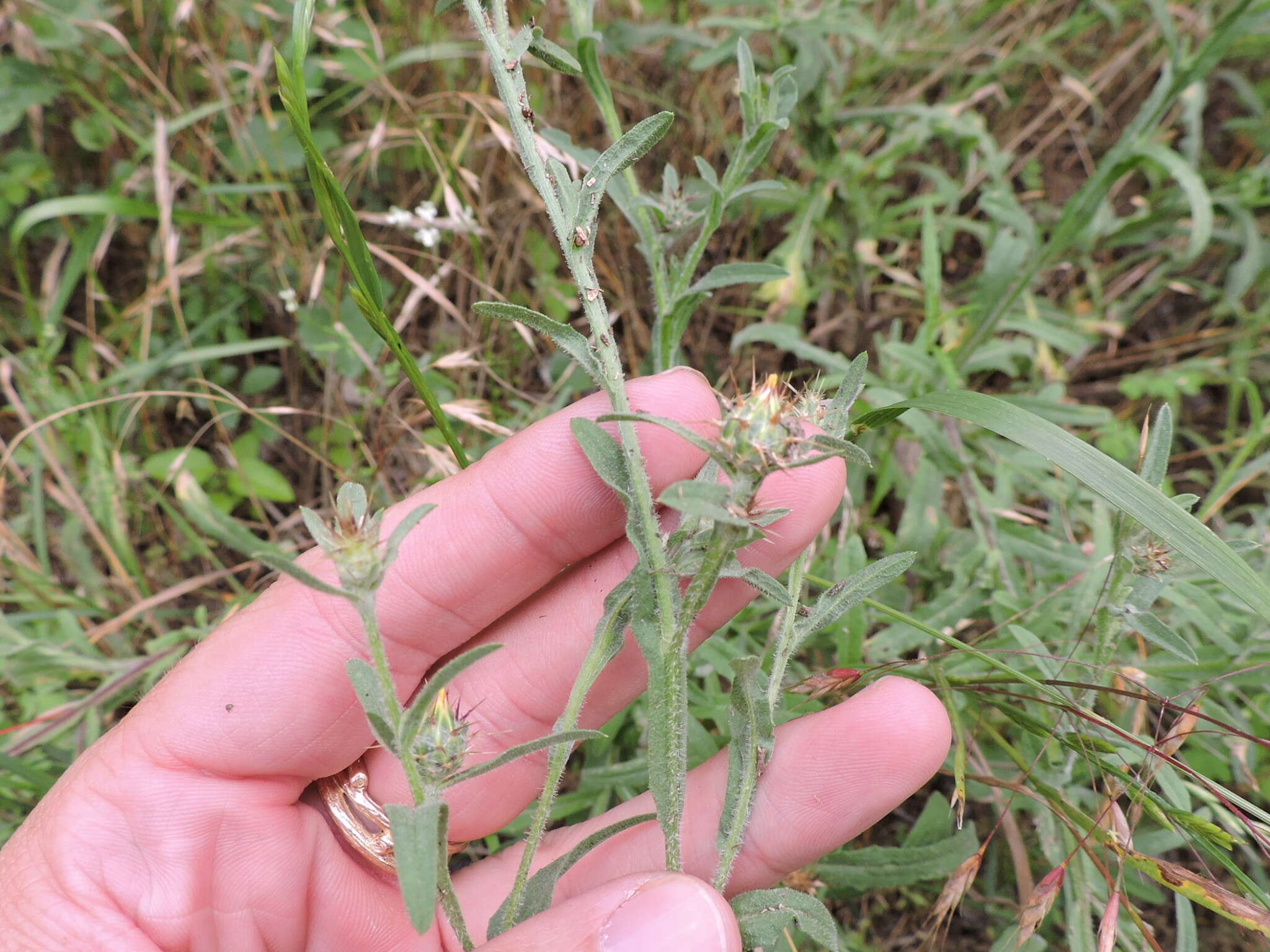 Image of Maltese star-thistle