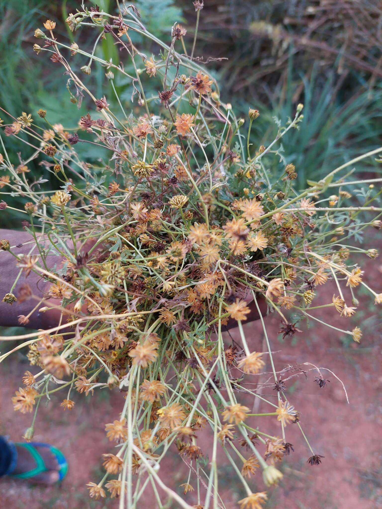 Plancia ëd Chrysanthellum indicum DC.