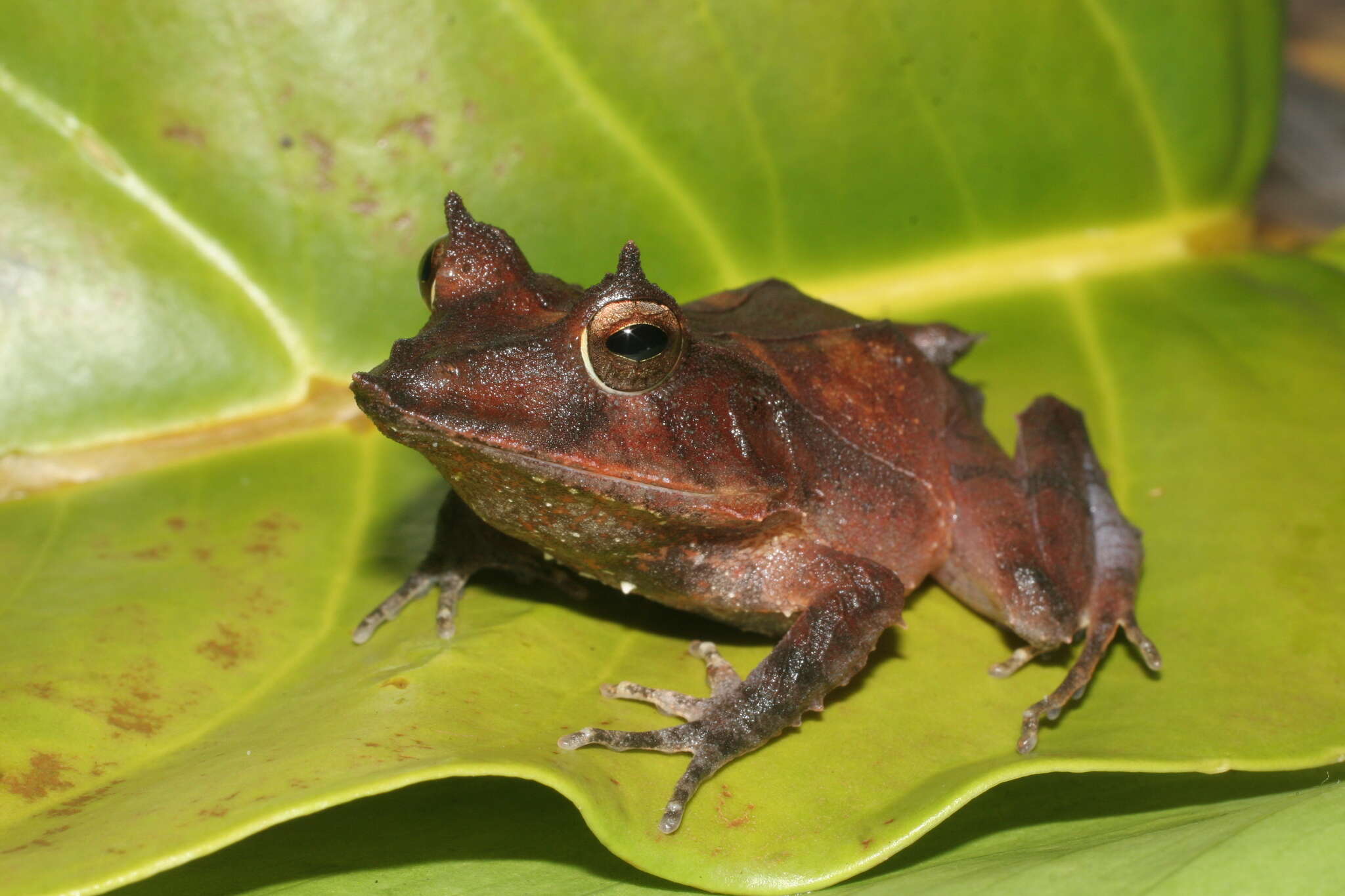 Image of Solomon Islands Leaf Frog