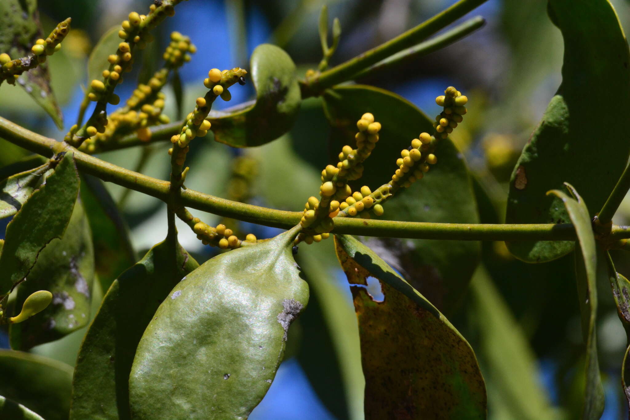 Image of Phoradendron bathyoryctum Eichl.