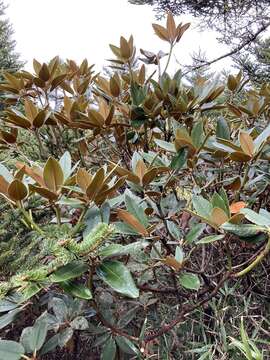 صورة Rhododendron hyperythrum Hayata