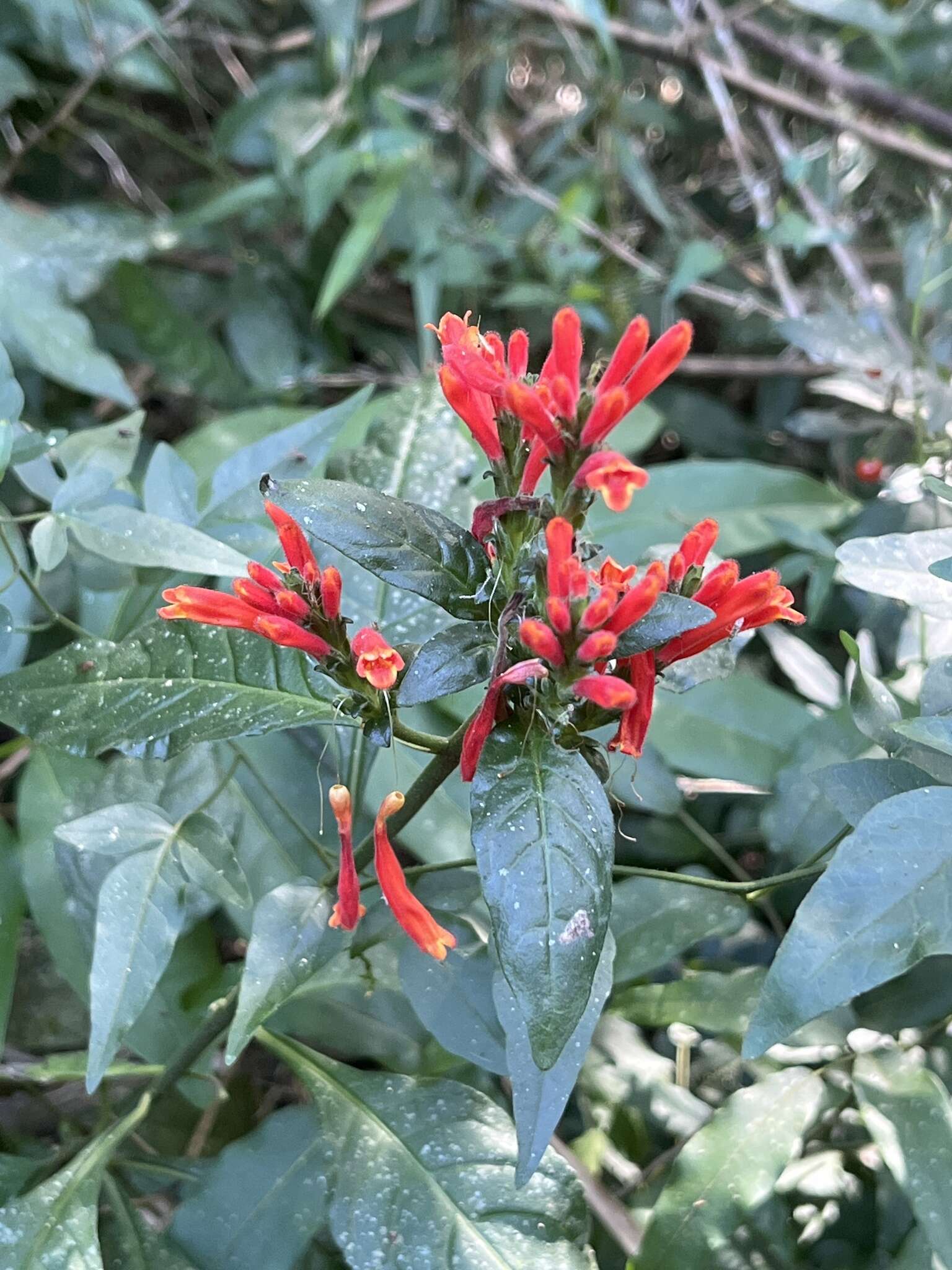 Geissomeria longiflora Lindl. resmi