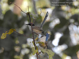 Image of Lilac-crowned Wren