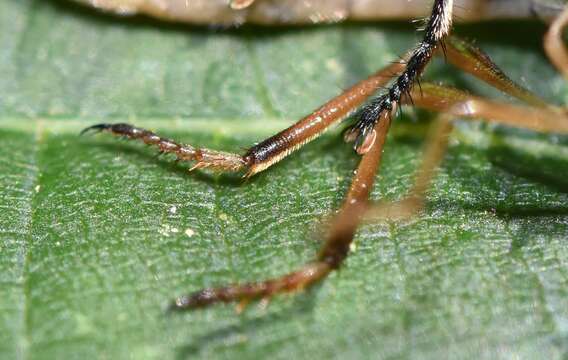 Image of Leptogaster flavipes Loew 1862