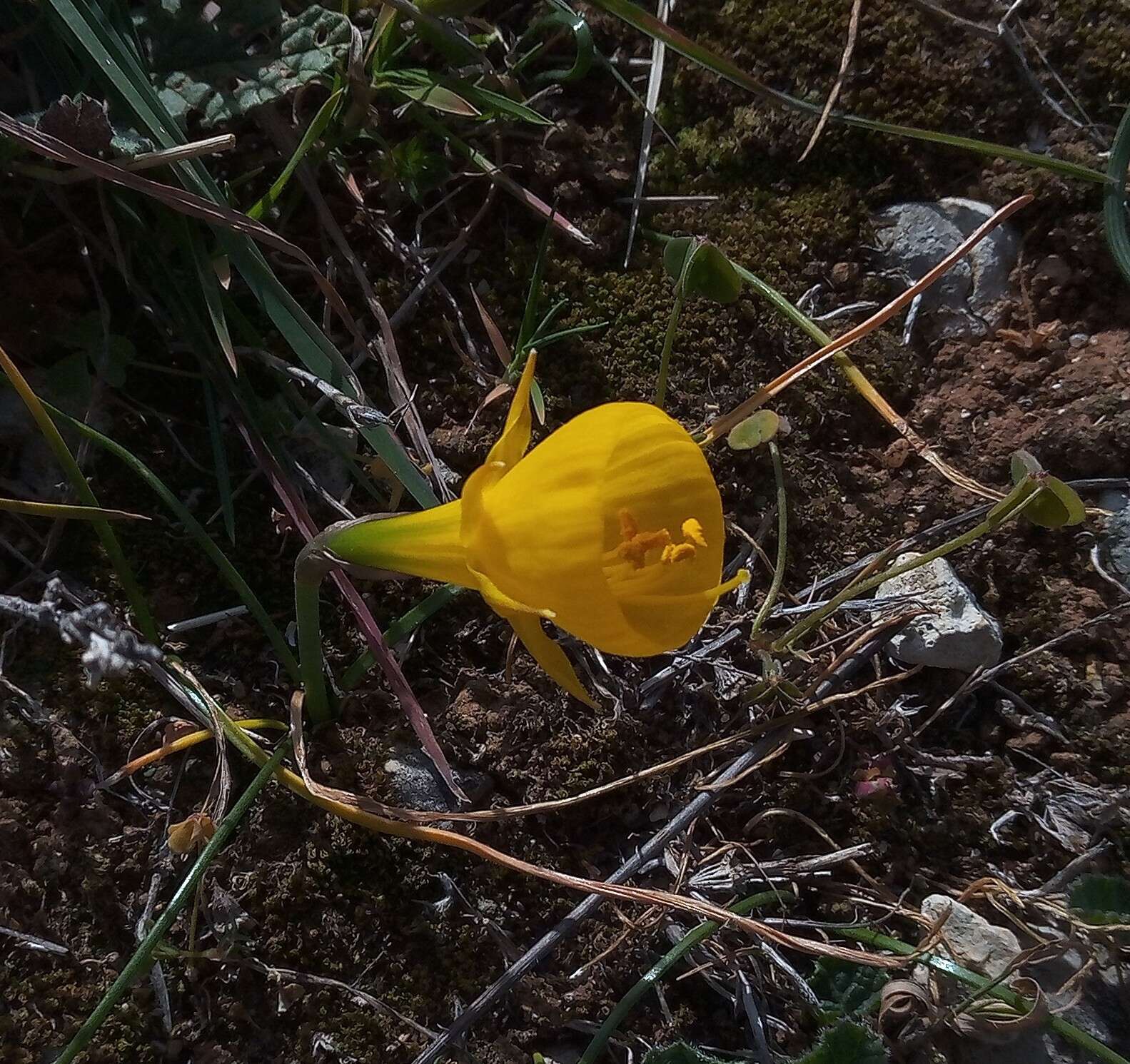 Image of petticoat daffodil