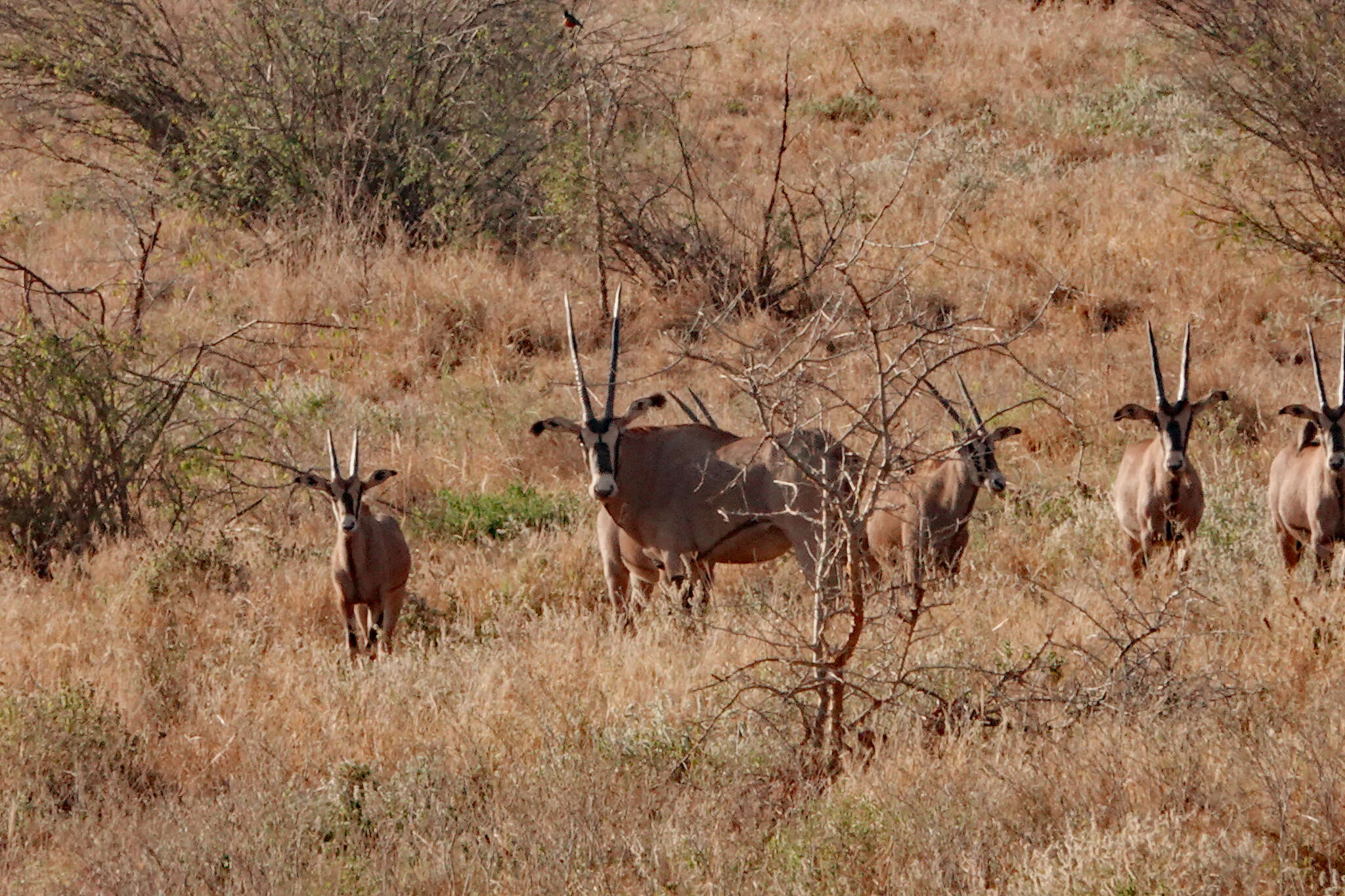 Image of Fringe-eared oryx