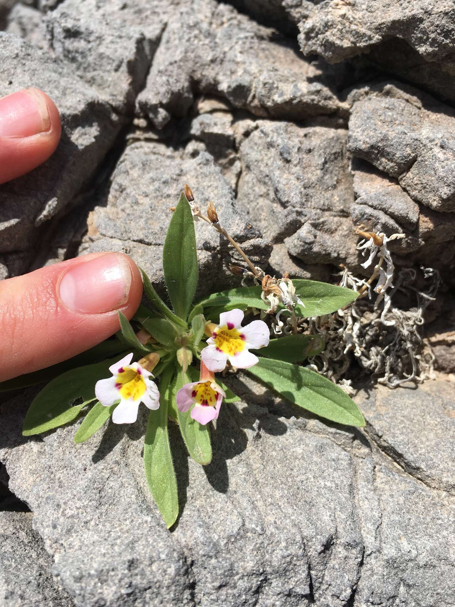 Image of Death Valley monkeyflower