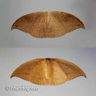 Image of Strepsigonia diluta Warren 1897