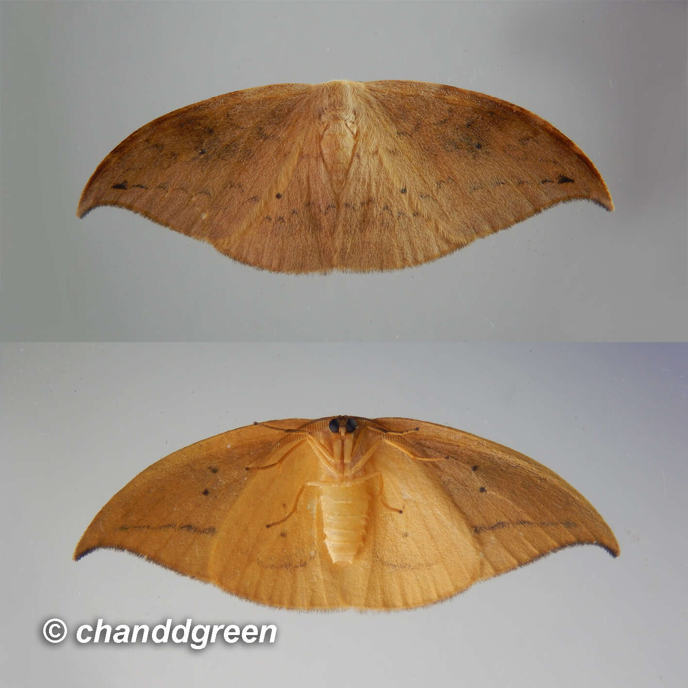 Image of Strepsigonia diluta Warren 1897