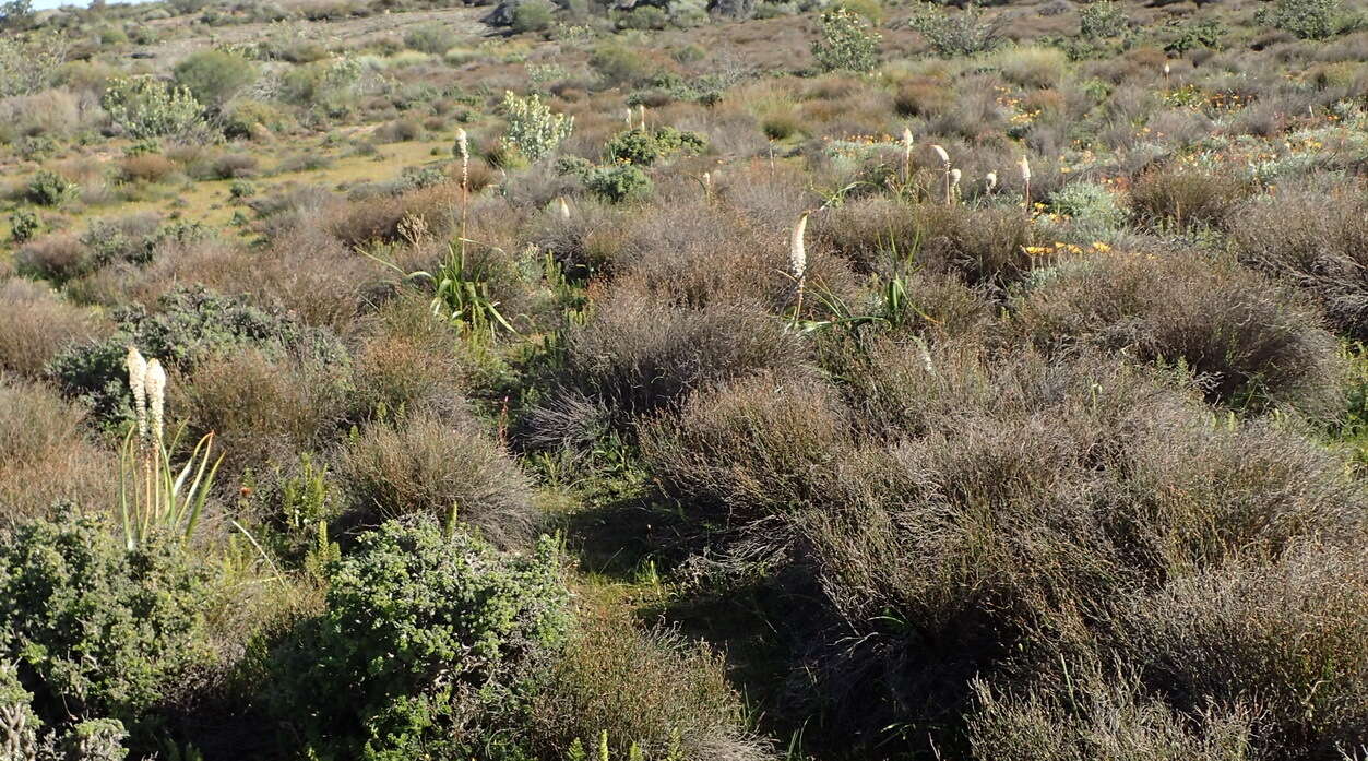 Imagem de Bulbinella latifolia subsp. toximontana P. L. Perry