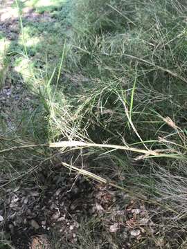 Image de Muhlenbergia dumosa Scribn. ex Vasey