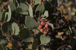 Plancia ëd Arctostaphylos moranii P. V. Wells