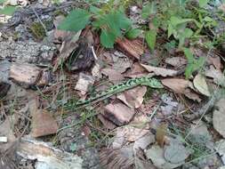 Image of Mixtecan Arboreal Alligator Lizard