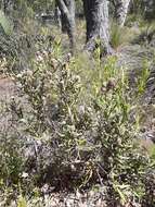 Image of Isopogon sphaerocephalus Lindl.