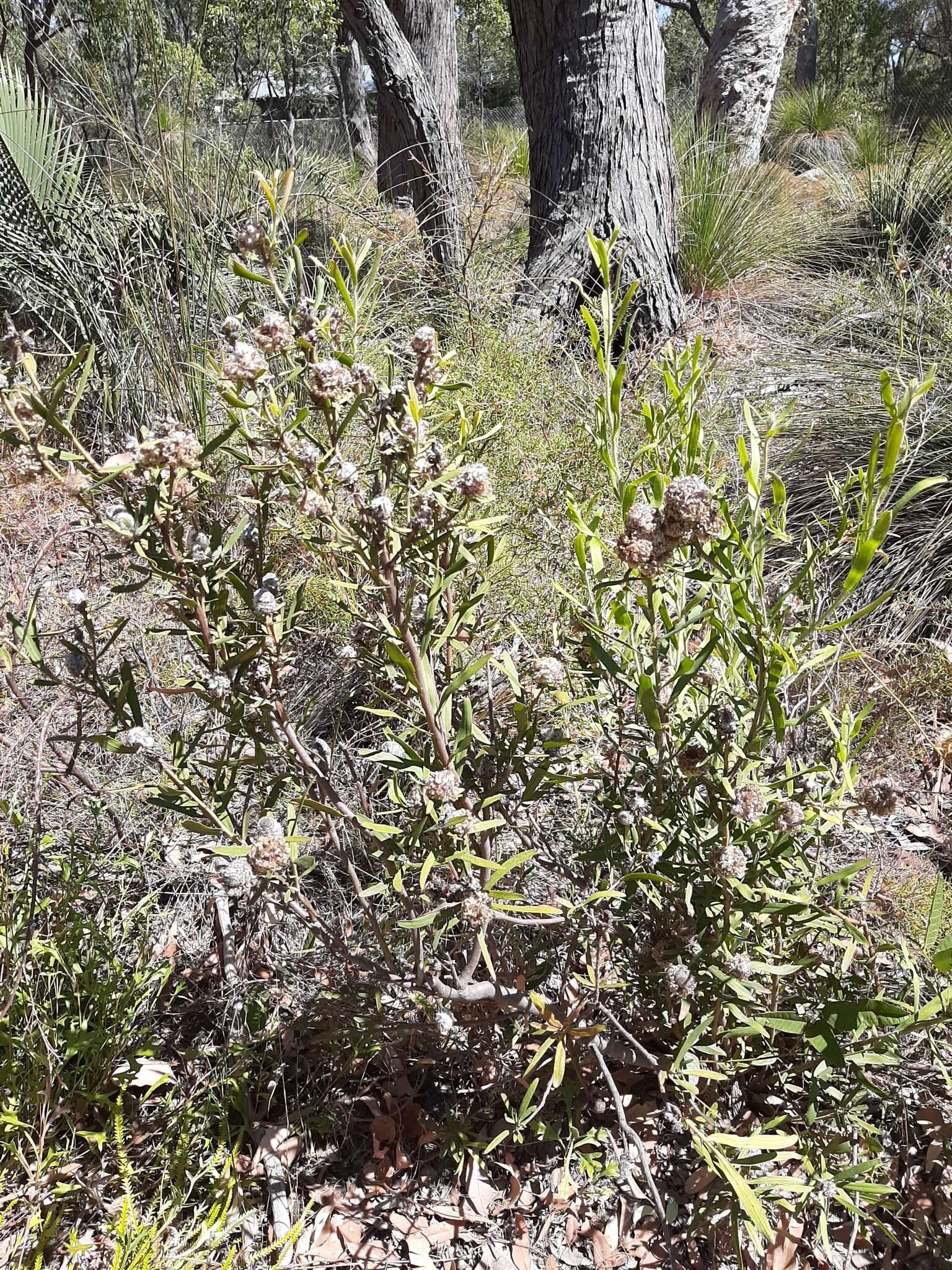 Image of Isopogon sphaerocephalus Lindl.